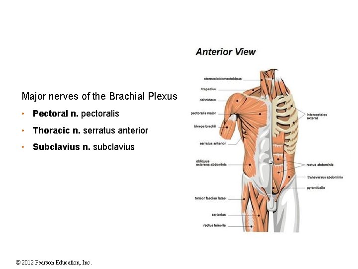 Major nerves of the Brachial Plexus • Pectoral n. pectoralis • Thoracic n. serratus Major nerves of the Brachial Plexus • Pectoral n. pectoralis • Thoracic n. serratus
