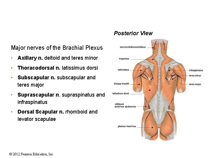 Major nerves of the Brachial Plexus • Axillary n. deltoid and teres minor •