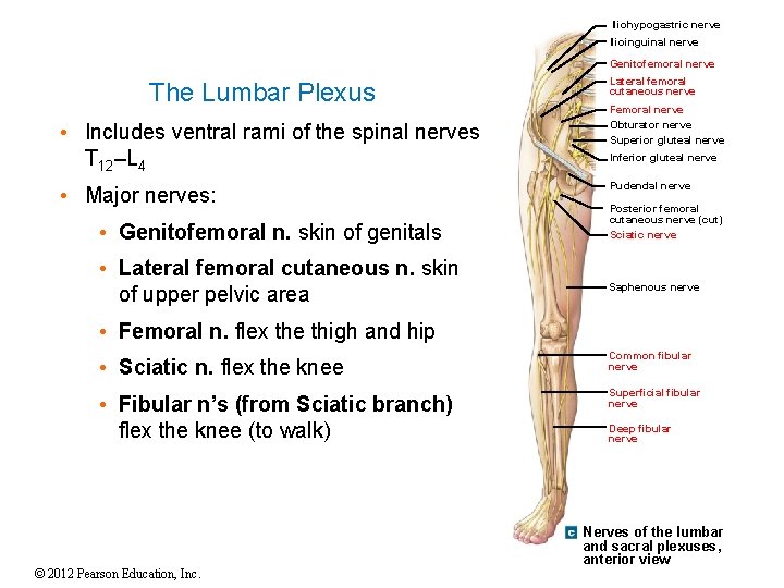 Iliohypogastric nerve Ilioinguinal nerve Genitofemoral nerve The Lumbar Plexus • Includes ventral rami of