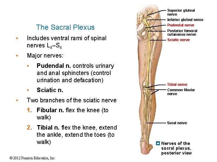 Superior gluteal nerve Inferior gluteal nerve The Sacral Plexus • Includes ventral rami of