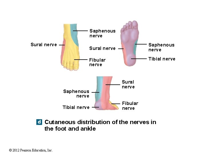 Saphenous nerve Sural nerve Tibial nerve Fibular nerve Saphenous nerve Tibial nerve Sural nerve