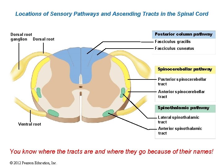 Locations of Sensory Pathways and Ascending Tracts in the Spinal Cord Dorsal root ganglion