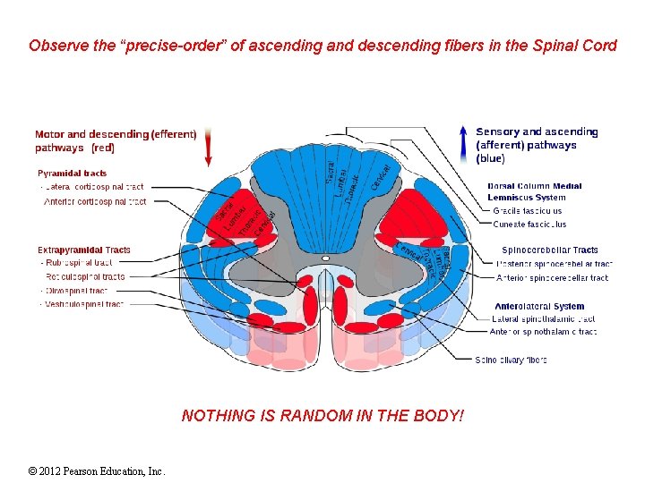 Observe the “precise-order” of ascending and descending fibers in the Spinal Cord NOTHING IS Observe the “precise-order” of ascending and descending fibers in the Spinal Cord NOTHING IS