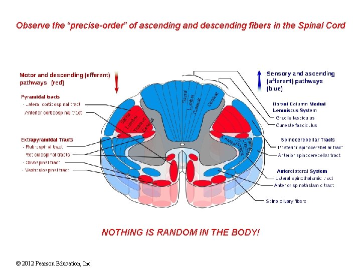 Observe the “precise-order” of ascending and descending fibers in the Spinal Cord NOTHING IS