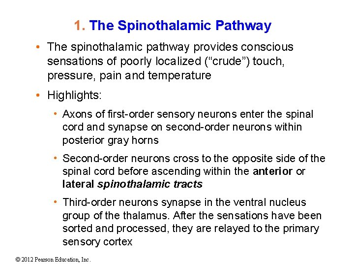 1. The Spinothalamic Pathway • The spinothalamic pathway provides conscious sensations of poorly localized