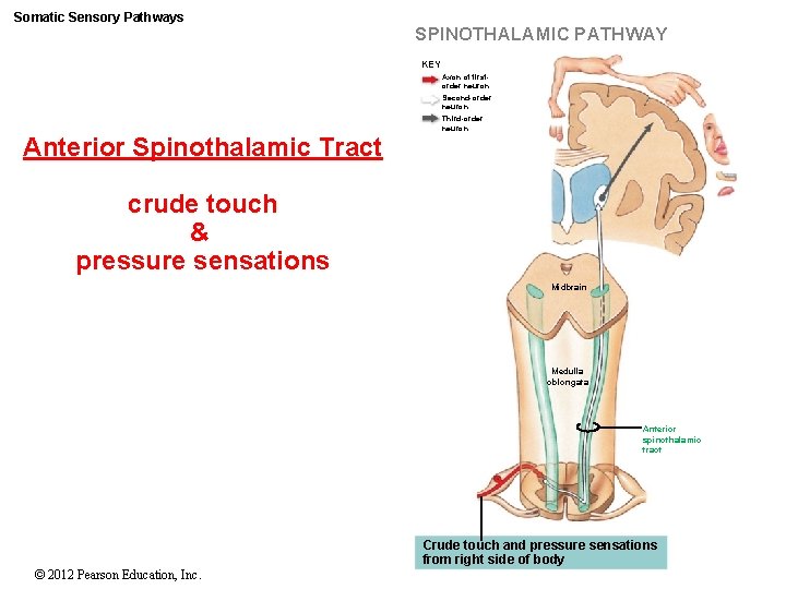 Somatic Sensory Pathways SPINOTHALAMIC PATHWAY KEY Axon of firstorder neuron Second-order neuron Third-order neuron Somatic Sensory Pathways SPINOTHALAMIC PATHWAY KEY Axon of firstorder neuron Second-order neuron Third-order neuron