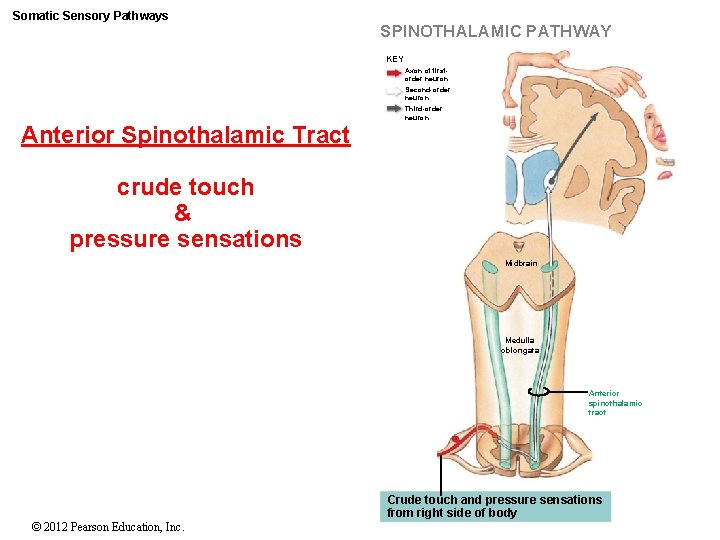 Somatic Sensory Pathways SPINOTHALAMIC PATHWAY KEY Axon of firstorder neuron Second-order neuron Third-order neuron
