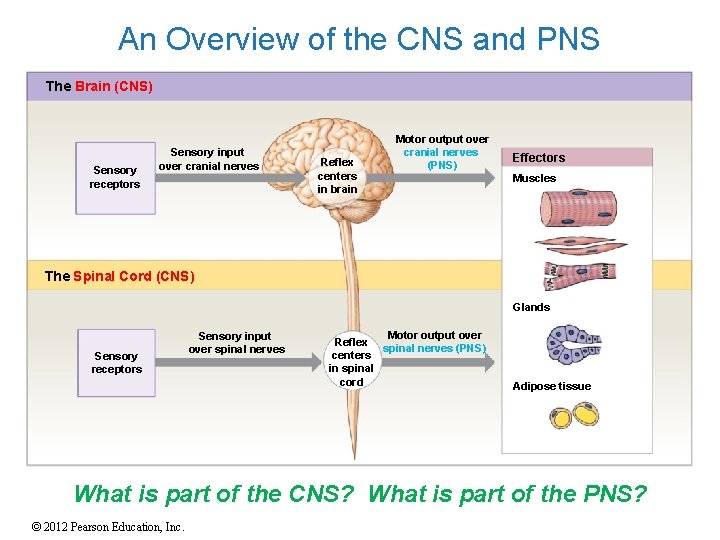 An Overview of the CNS and PNS The Brain (CNS) Sensory receptors Sensory input