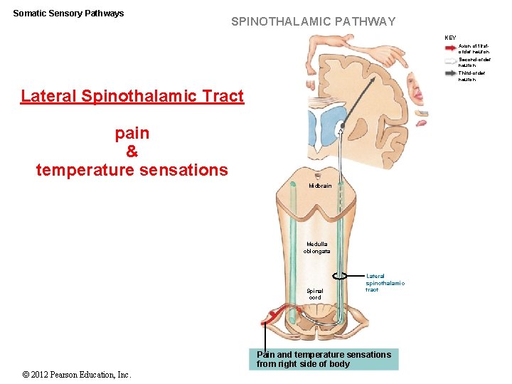 Somatic Sensory Pathways SPINOTHALAMIC PATHWAY KEY Axon of firstorder neuron Second-order neuron Third-order neuron