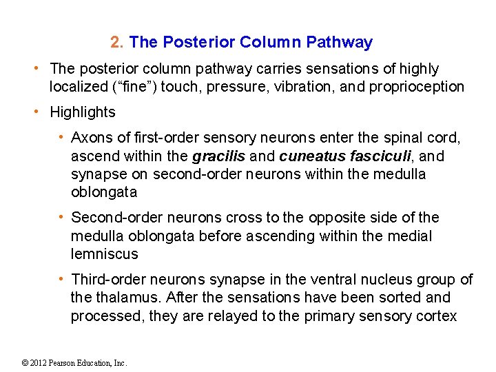2. The Posterior Column Pathway • The posterior column pathway carries sensations of highly