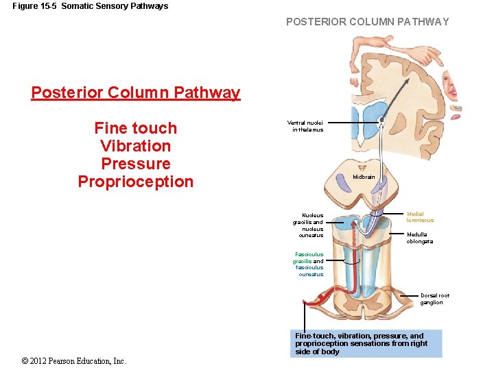 Figure 15 -5 Somatic Sensory Pathways POSTERIOR COLUMN PATHWAY Posterior Column Pathway Fine touch