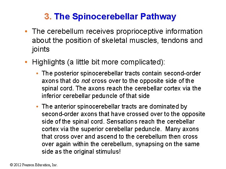 3. The Spinocerebellar Pathway • The cerebellum receives proprioceptive information about the position of