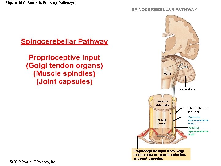 Figure 15 -5 Somatic Sensory Pathways SPINOCEREBELLAR PATHWAY Spinocerebellar Pathway Proprioceptive input (Golgi tendon