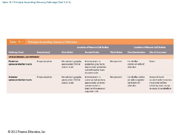 Table 15 -1 Principal Ascending (Sensory) Pathways (Part 3 of 3). © 2012 Pearson Table 15 -1 Principal Ascending (Sensory) Pathways (Part 3 of 3). © 2012 Pearson