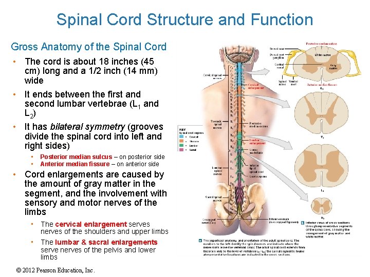 Spinal Cord Structure and Function Gross Anatomy of the Spinal Cord • The cord