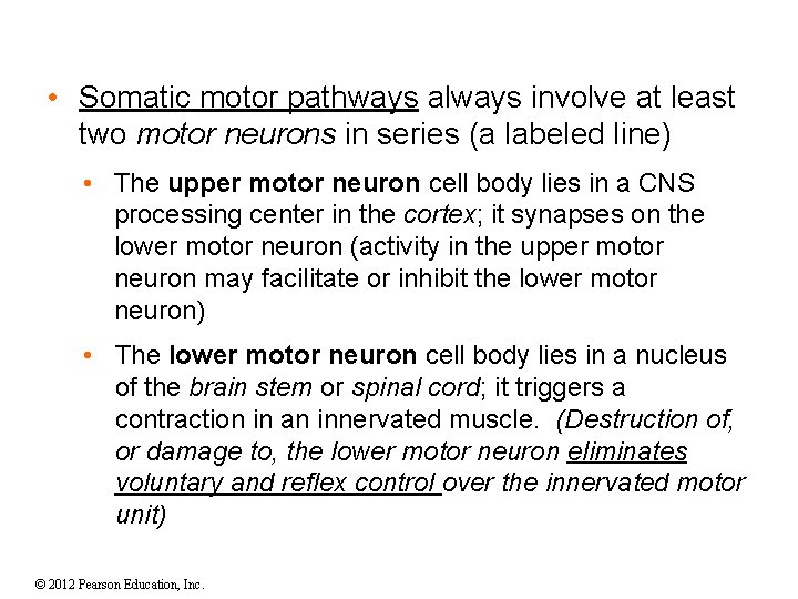 • Somatic motor pathways always involve at least two motor neurons in series • Somatic motor pathways always involve at least two motor neurons in series