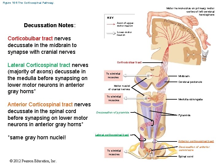 Figure 15 -9 The Corticospinal Pathway. Motor homunculus on primary motor cortex of left