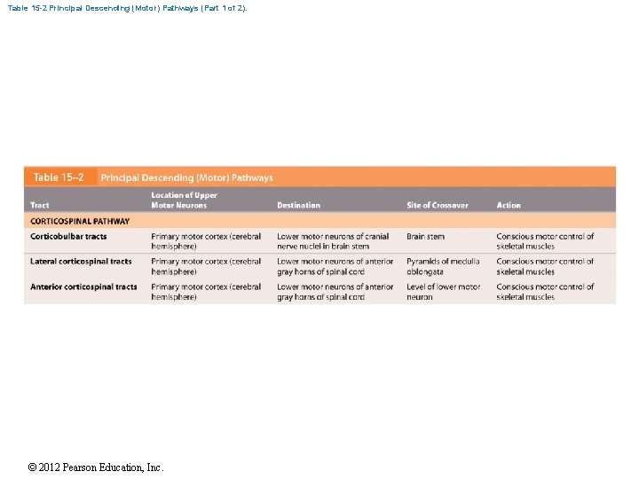 Table 15 -2 Principal Descending (Motor) Pathways (Part 1 of 2). © 2012 Pearson Table 15 -2 Principal Descending (Motor) Pathways (Part 1 of 2). © 2012 Pearson