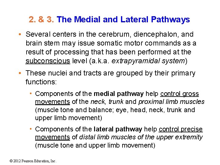 2. & 3. The Medial and Lateral Pathways • Several centers in the cerebrum,