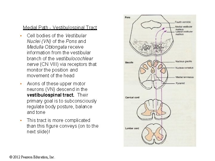 Medial Path - Vestibulospinal Tract • Cell bodies of the Vestibular Nuclei (VN) of Medial Path - Vestibulospinal Tract • Cell bodies of the Vestibular Nuclei (VN) of