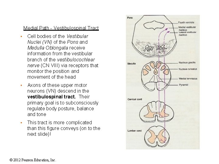 Medial Path - Vestibulospinal Tract • Cell bodies of the Vestibular Nuclei (VN) of