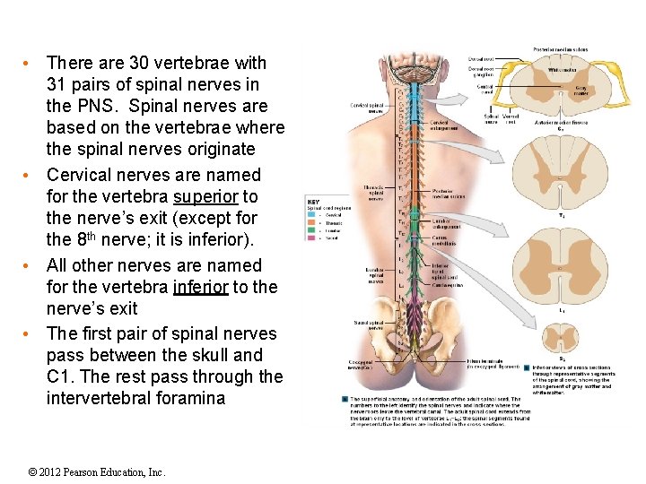  • There are 30 vertebrae with 31 pairs of spinal nerves in the