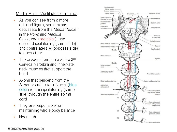 Medial Path - Vestibulospinal Tract • As you can see from a more detailed Medial Path - Vestibulospinal Tract • As you can see from a more detailed