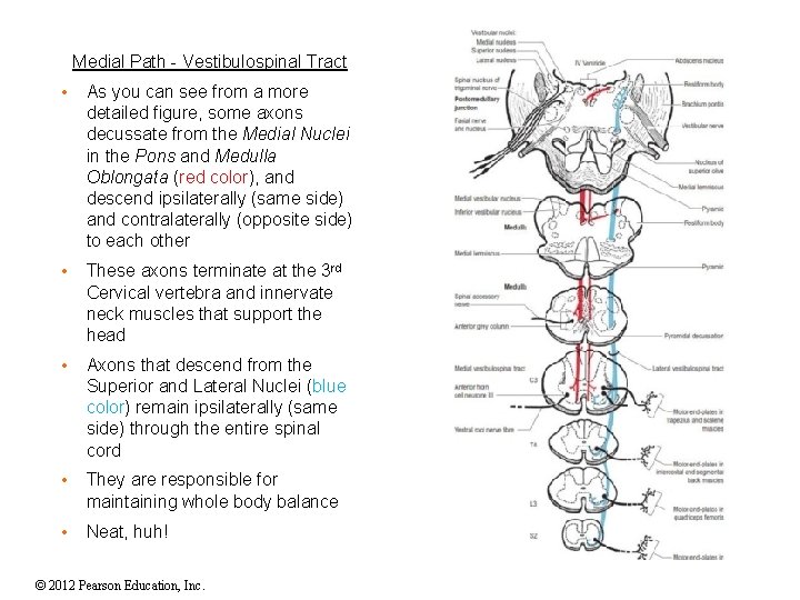 Medial Path - Vestibulospinal Tract • As you can see from a more detailed