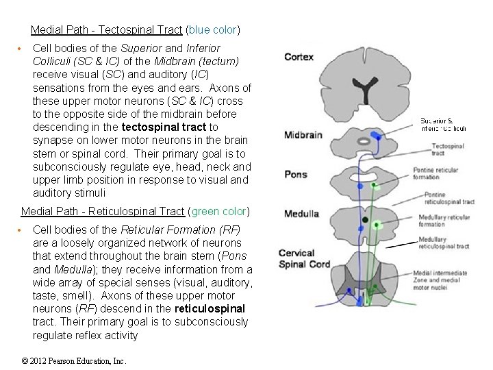 Medial Path - Tectospinal Tract (blue color) • Cell bodies of the Superior and Medial Path - Tectospinal Tract (blue color) • Cell bodies of the Superior and