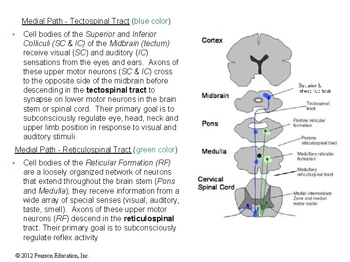 Medial Path - Tectospinal Tract (blue color) • Cell bodies of the Superior and