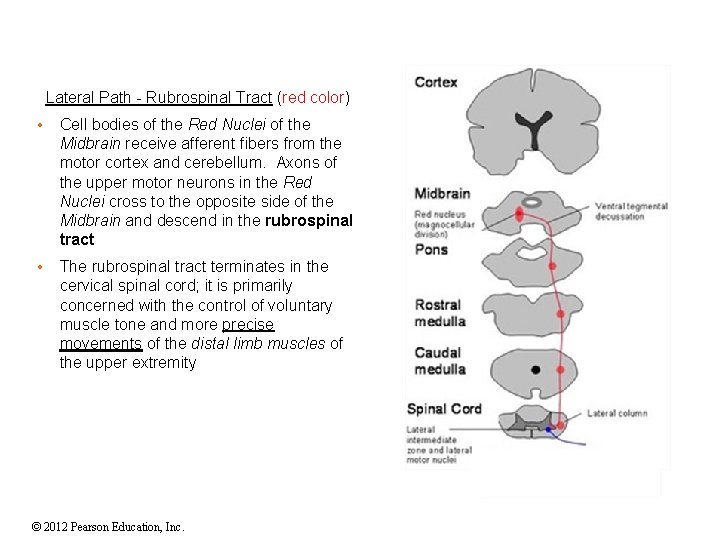 Lateral Path - Rubrospinal Tract (red color) • Cell bodies of the Red Nuclei Lateral Path - Rubrospinal Tract (red color) • Cell bodies of the Red Nuclei