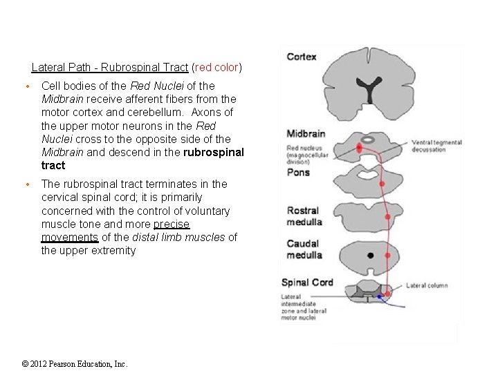 Lateral Path - Rubrospinal Tract (red color) • Cell bodies of the Red Nuclei