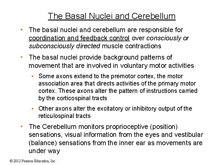 The Basal Nuclei and Cerebellum • The basal nuclei and cerebellum are responsible for