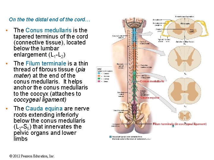 On the distal end of the cord… • The Conus medullaris is the tapered
