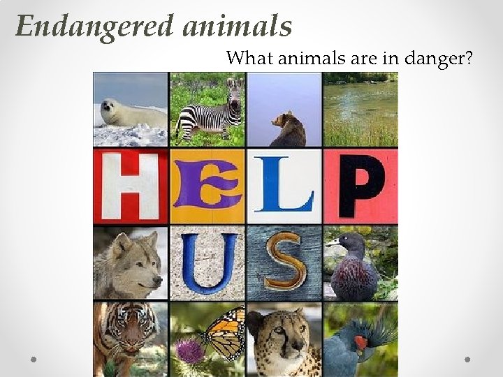 Endangered animals What animals are in danger? 