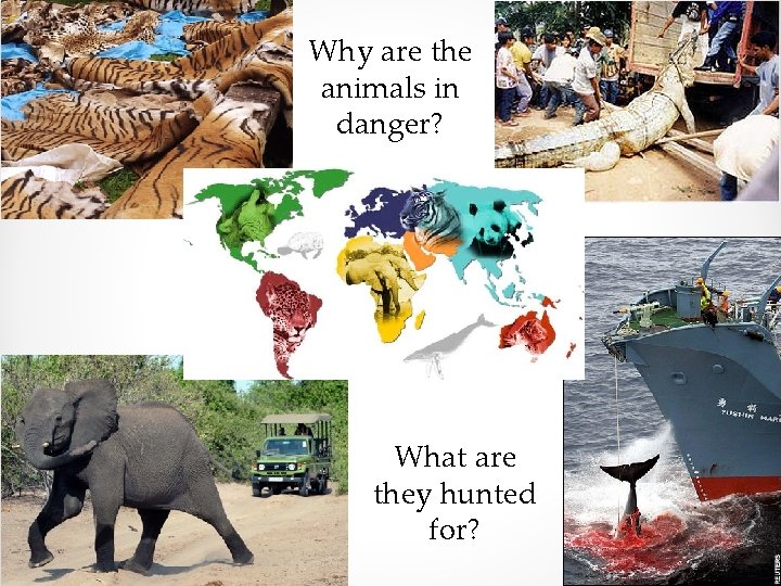 Why are the animals in danger? What are they hunted for? 