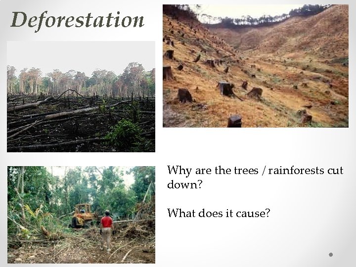 Deforestation Why are the trees / rainforests cut down? What does it cause? 