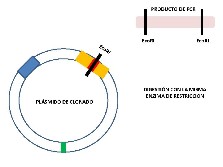 PRODUCTO DE PCR Eco. RI RI PLÁSMIDO DE CLONADO DIGESTIÓN CON LA MISMA ENZIMA PRODUCTO DE PCR Eco. RI RI PLÁSMIDO DE CLONADO DIGESTIÓN CON LA MISMA ENZIMA