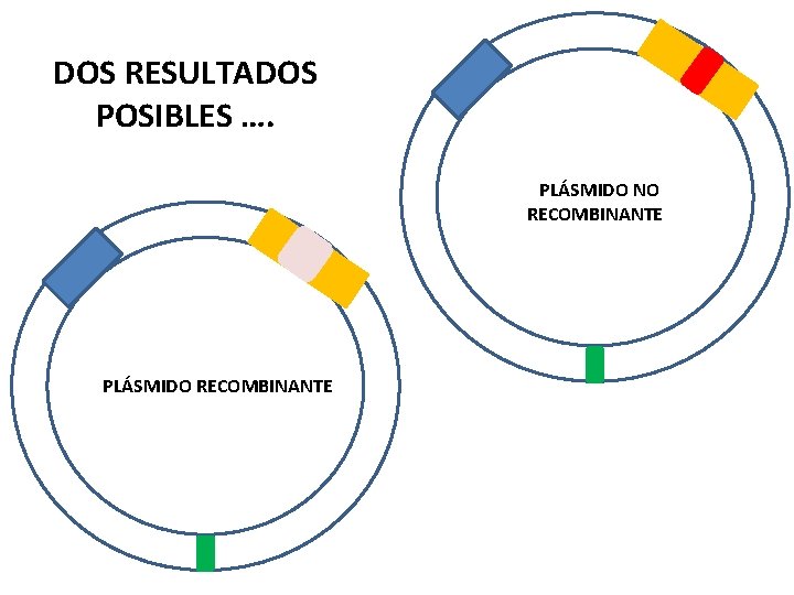 DOS RESULTADOS POSIBLES …. PLÁSMIDO NO RECOMBINANTE PLÁSMIDO RECOMBINANTE 