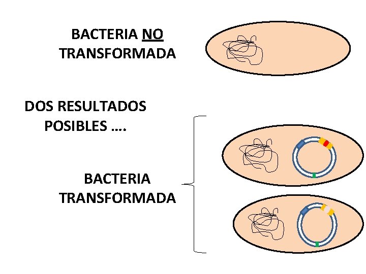 BACTERIA NO TRANSFORMADA DOS RESULTADOS POSIBLES …. BACTERIA TRANSFORMADA 