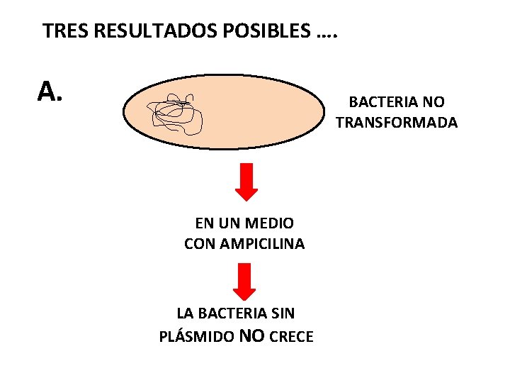 TRES RESULTADOS POSIBLES …. A. BACTERIA NO TRANSFORMADA EN UN MEDIO CON AMPICILINA LA