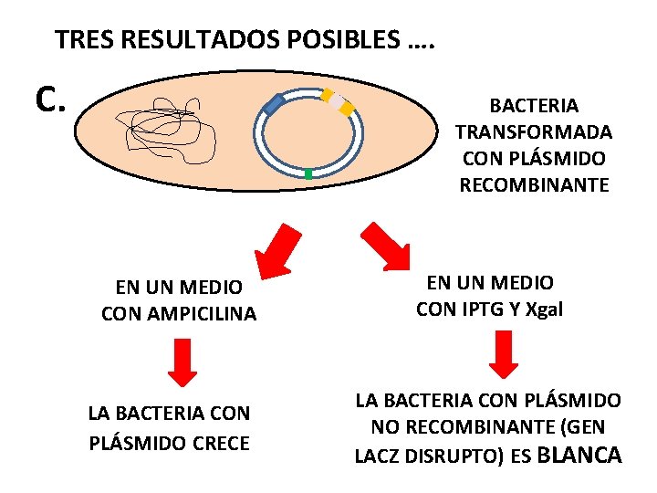 TRES RESULTADOS POSIBLES …. C. BACTERIA TRANSFORMADA CON PLÁSMIDO RECOMBINANTE EN UN MEDIO CON