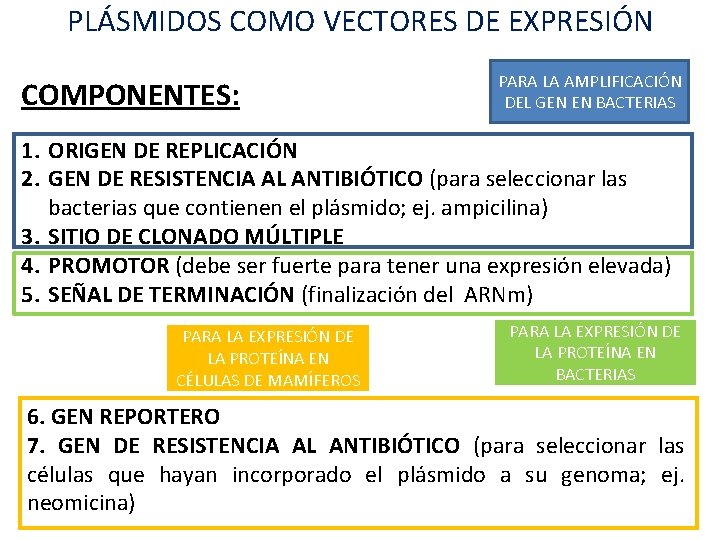 PLÁSMIDOS COMO VECTORES DE EXPRESIÓN COMPONENTES: PARA LA AMPLIFICACIÓN DEL GEN EN BACTERIAS 1. PLÁSMIDOS COMO VECTORES DE EXPRESIÓN COMPONENTES: PARA LA AMPLIFICACIÓN DEL GEN EN BACTERIAS 1.