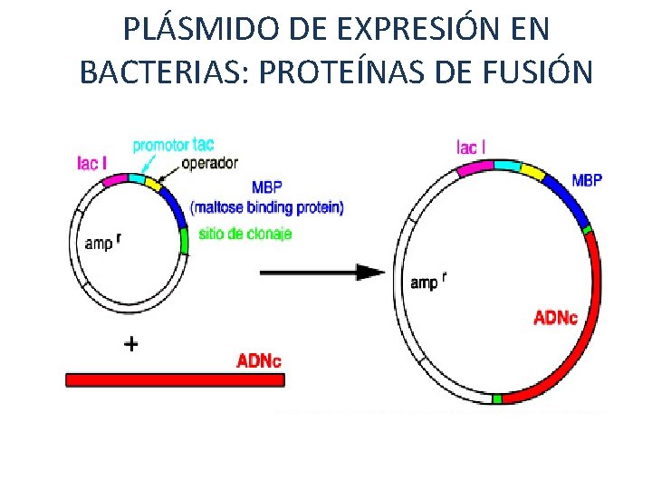 PLÁSMIDO DE EXPRESIÓN EN BACTERIAS: PROTEÍNAS DE FUSIÓN 