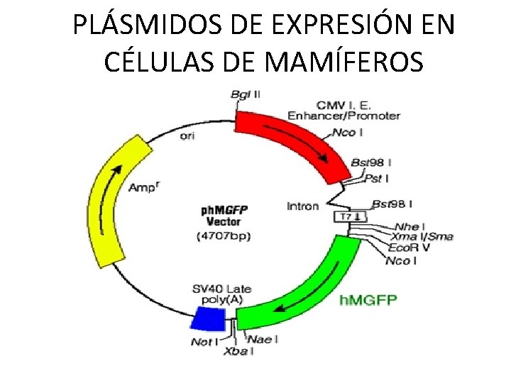 PLÁSMIDOS DE EXPRESIÓN EN CÉLULAS DE MAMÍFEROS 