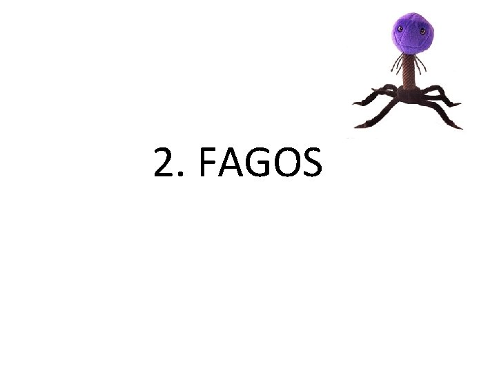 2. FAGOS 2. FAGOS