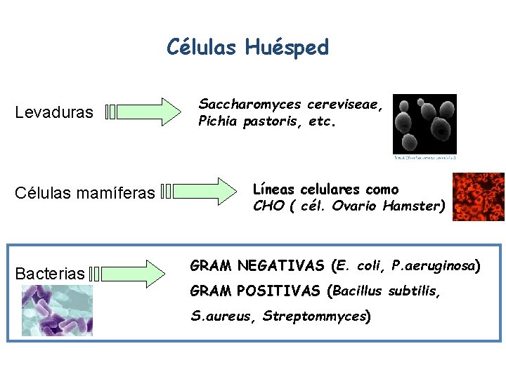 Células Huésped Levaduras Células mamíferas Bacterias Saccharomyces cereviseae, Pichia pastoris, etc. Líneas celulares como