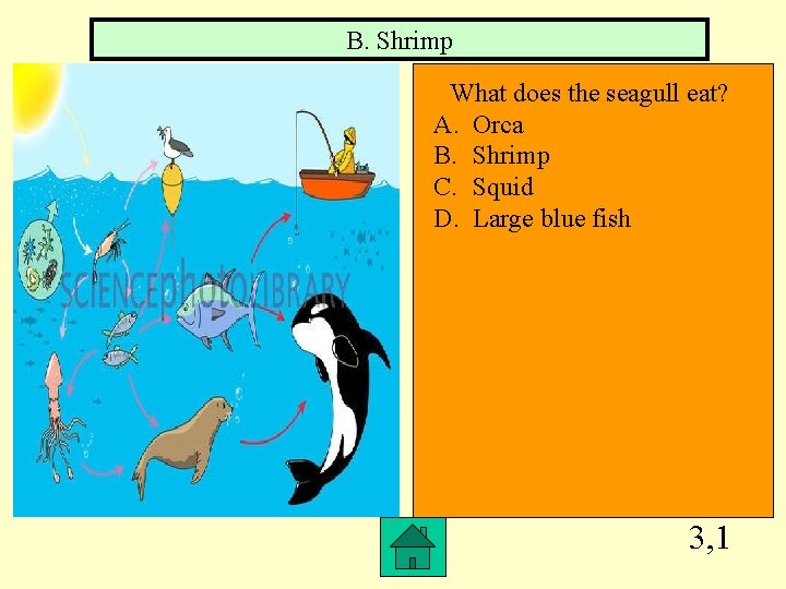 B. Shrimp What does the seagull eat? A. Orca B. Shrimp C. Squid D.