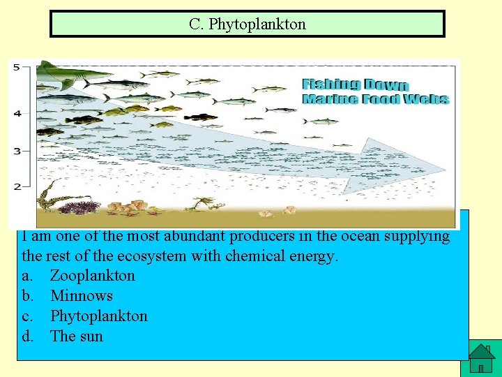 C. Phytoplankton I am one of the most abundant producers in the ocean supplying