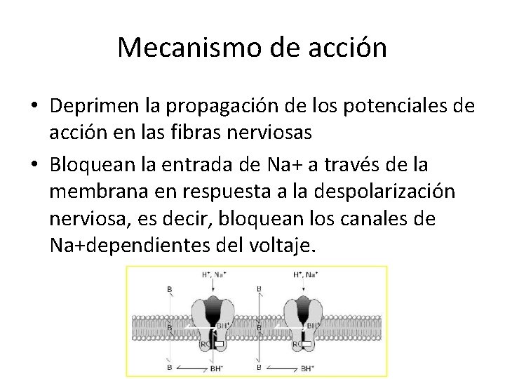 Mecanismo de acción • Deprimen la propagación de los potenciales de acción en las